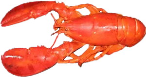 Cooked Whole Lobster PNG Image