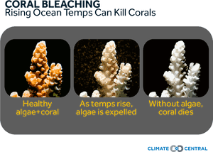 Jpg • Transparent Png - Coral, Png Download PNG with transparent background