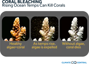 Coral Bleaching Process Climate Impact PNG Image