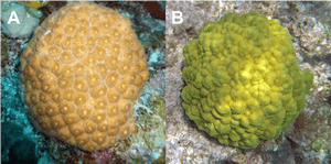 Mustard Hill Coral, HD Png Download PNG with transparent background