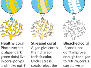 Coral Reef Clipart Bleached Ocean Coral Reef Clip- - Coral Reef Bleaching Clipart, HD Png Download PNG with transparent background
