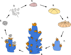Corals Reproduction, HD Png Download PNG image with transparent background