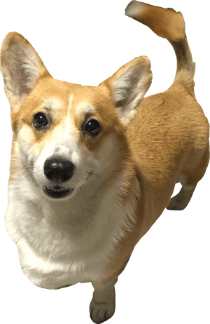 #corgi #cha #freetoedit - Pembroke Welsh Corgi, HD Png Download PNG image with transparent background