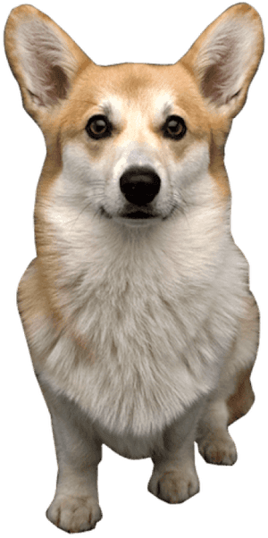 Corgi Face Transparent, HD Png Download PNG with transparent background