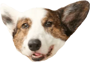 Corgi Head Closeup.png PNG Image