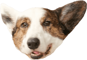 Corgi Head Transparent, HD Png Download PNG with transparent background
