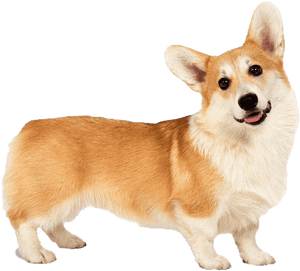 Corgi Png Clipart, Transparent Png PNG image with transparent background