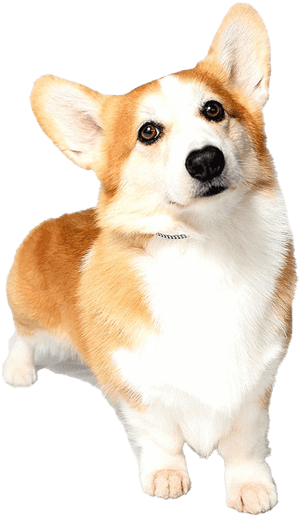 Corgi Png Free Download, Transparent Png PNG image with transparent background