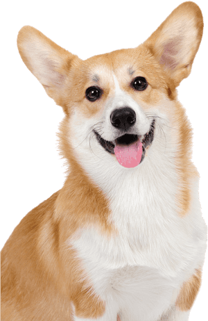 Corgi Png Puppy, Transparent Png PNG with transparent background