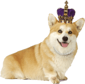 Corgi Png Transparent, Png Download PNG image with transparent background