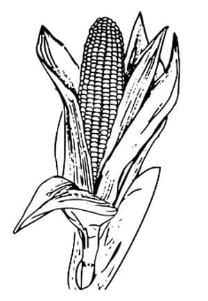 Corn Ear Sketch PNG image with transparent background