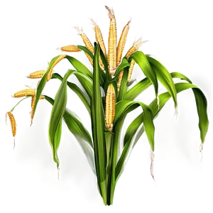 Corn Field Stalk Png Xae PNG Image