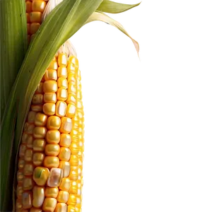 Corn Stalk A PNG Image