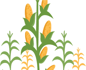 Corn Field Borders - Transparent Corn Field Clipart, HD Png Download PNG image with transparent background
