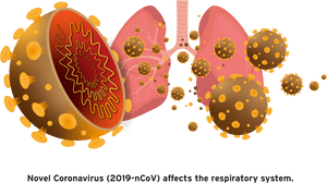 Coronavirus In Egg, HD Png Download PNG image with transparent background