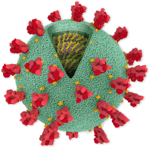 Coronavirus Genome, HD Png Download PNG image with transparent background