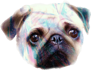Transparent Pugs Png - Pug, Png Download PNG image with transparent background
