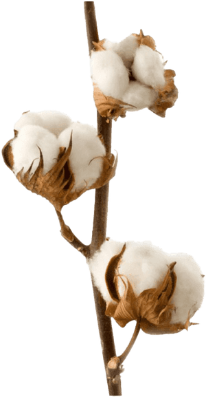 Organic Cotton Png High Quality Image - Diffuseur Parfum Fleur D Oranger, Transparent Png PNG with transparent background