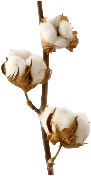 Cotton Boll Branch.png PNG Image