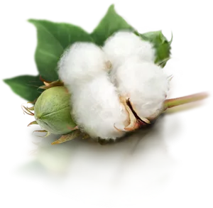 Cotton Boll Reflection PNG Image