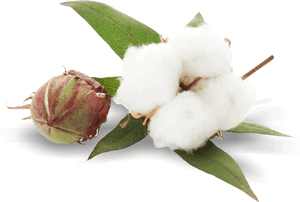 Cotton Plant Png Image, Transparent Png PNG with transparent background