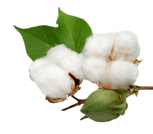 Cotton Png Background Clipart, Transparent Png PNG with transparent background