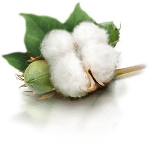 Cotton Png, Transparent Png PNG with transparent background
