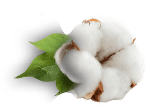 Cotton Plant Png, Transparent Png PNG with transparent background