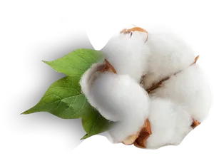 Cotton Bollwith Leaf PNG Image