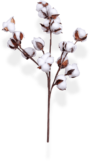 Cotton Spray 30 1 Copy, HD Png Download PNG with transparent background