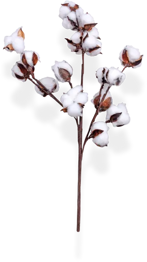 Cotton Branchon Transparent Background PNG Image