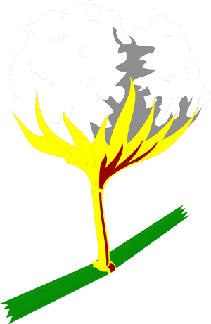 Transparent Cotton Plant Png, Png Download PNG with transparent background
