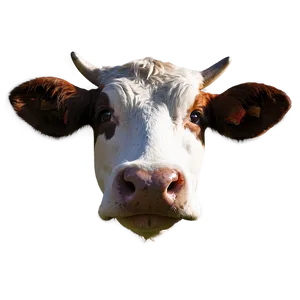 Cow Face Icon Png Hbg PNG Image