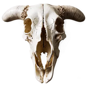 Cow Skull D PNG Image