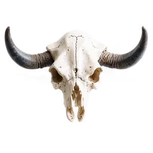 Cow Skull With Horns Png 06132024 PNG Image