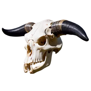 Cow Skull With Horns Png Lpa17 PNG Image