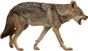 Coyotein Mid Stride PNG Image