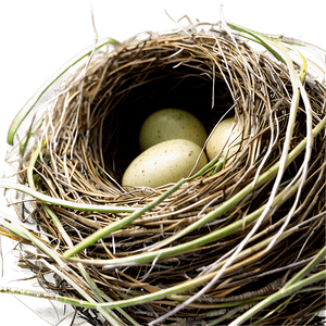 Cozy Bird Nest PNG 69 PNG