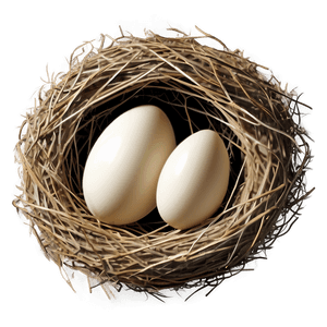 Cozy Bird Nest PNG nur PNG