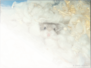 Picture - Robo Dwarf Hamster Bedding, HD Png Download PNG image with transparent background