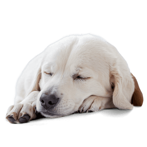 Cozy Sleeping Dog PNG bjy65 PNG image with transparent background