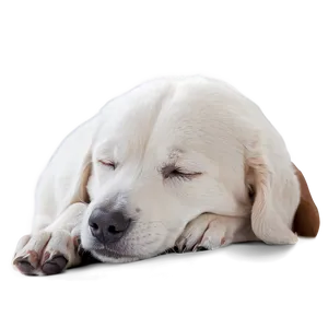 Cozy Sleeping Dog Png Bjy65 PNG Image