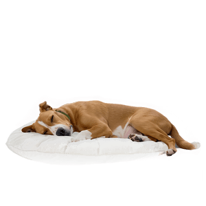 Cozy Sleeping Dog PNG oup PNG image with transparent background