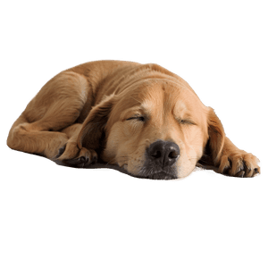 Cozy Sleeping Dog PNG uqj PNG image with transparent background