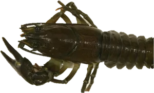 Crayfish Close Up Profile PNG Image