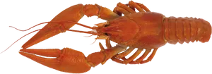 Crayfish Single Specimen Isolated PNG Image