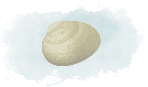 Transparent Clams Png - Baltic Clam, Png Download PNG with transparent background