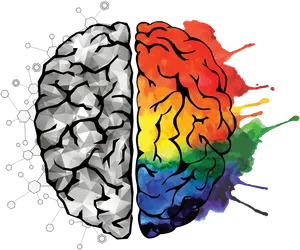 Creative Logical Brain Hemispheres PNG Image