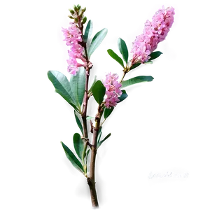 Crepe Myrtle B PNG Image