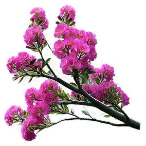 Crepe Myrtle D PNG Image